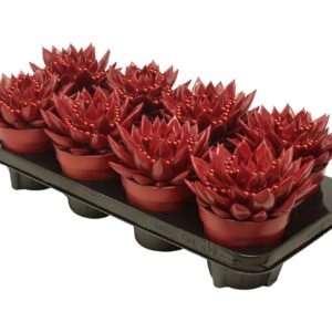 Echeveria Miranda Miranda coloured red + chain
(6 Plants/Order)(12cmP 15cmH)