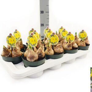 Narcissus 'Lucky Number Narcis Lucky Number
(12 Plants/Order)(12cmP 10cmH)