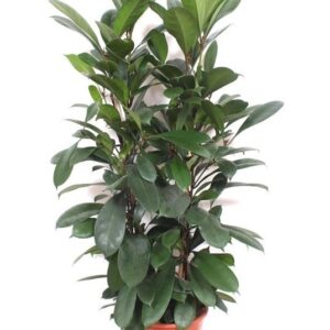 Ficus cyathistipula
(1 Plants/Order)(27cmP 100cmH)
