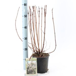 Deutzia scabra Deutzia scabra
(6 Plants/Order)(17cmP 70cmH)