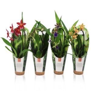 Orchideeen Inca Orchid mix Cascade 9cm luxury jungle cover
(11 Plants/Order)(9cmP 35cmH)