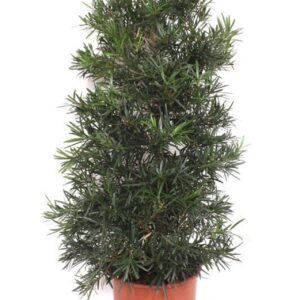 Podocarpus nivalis macrophylla
(1 Plants/Order)(30cmP 130cmH)