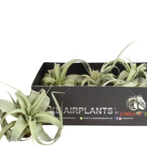 Tillandsia xerographica Tillandsia xerographica bonsai x5
(5 Plants/Order)(7cmP 7cmH)