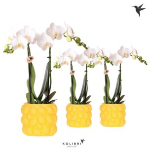 Phalaenopsis Multiflora Kolibri Orchids Phalaenopsis white 2 spike in Citrus Pot yellow
(6 Plants/Order)(9cmP 40cmH)
