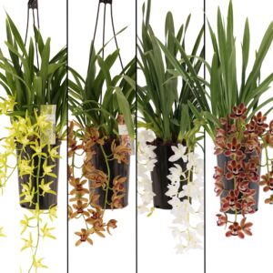 Cymbidium mix cascade 3-4 tak,
(6 Plants/Order)(14cmP 60cmH)