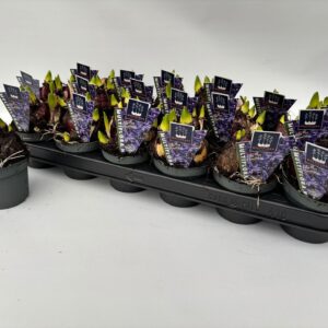 Hyacinthus Multiflora ty 9 cm blue Hyacint Multiflora
(18 Plants/Order)(9cmP 15cmH)