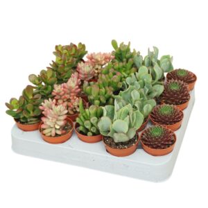 Succulenten mix Succulenten mix 5,5 cm op rij
(20 Plants/Order)(5.5cmP 8cmH)