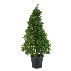 Laurus nobilis Laurus nobilis Piramide
(1 Plants/Order)(30cmP 150cmH)
