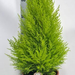 Cupressus Goldcrest Wilma Cupressus piramide 21cm
(1 Plants/Order)(21cmP 70cmH)