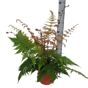 Dryopteris erythrosora Dryopteris Erythrosora (Winterhard)
(3 Plants/Order)(24cmP 45cmH)