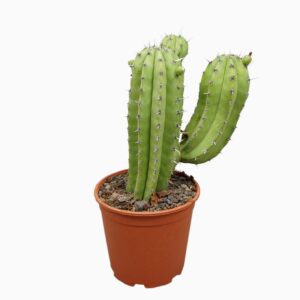 Polaskia chichipe Polaskia chichipe 21 cm single
(3 Plants/Order)(21cmP 45cmH)