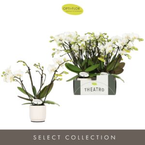Phalaenopsis Multiflora Theatro Funk 4 spike in Lazio White
(6 Plants/Order)(7cmP 30cmH)