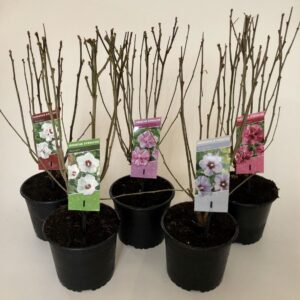 Hibiscus syriacus Hibiscus syriacus mix (minimum order one layer)
(1 Plants/Order)(19cmP 40cmH)