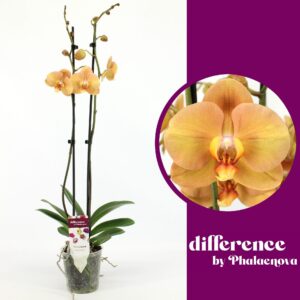 Phalaenopsis other orange (meerder Karina 2-tak 70cm (GROEN)
(10 Plants/Order)(12cmP 75cmH)