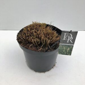 Pennisetum alopecuroides Hameln Pennisetum 'Hameln'
(1 Plants/Order)(29cmP 70cmH)