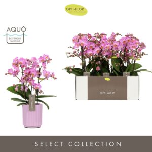 Phalaenopsis Multifl. typ Honeybee Optimost Honeybee 3 spike in Molise Lilac Aquo
(6 Plants/Order)(12cmP 45cmH)