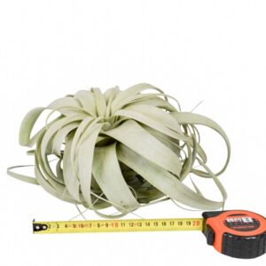 Tillandsia tillandsia xerographica x4
(4 Plants/Order)(20cmP 20cmH)