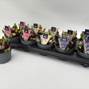 Hyacinthus multiflora 10.5 cm 4 Colours mixed Hyacint Multiflora
(10 Plants/Order)(10.5cmP 15cmH)