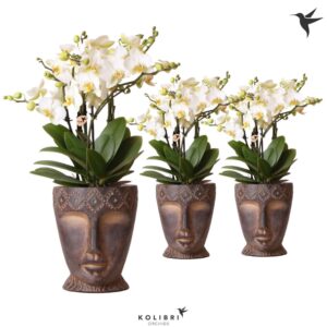 Phalaenopsis Lausanne Kolibri Orchids Phalaenopsis Lausanne 6spike in Totem mask
(4 Plants/Order)(12cmP 45cmH)