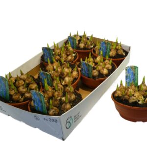 Muscari Blue Magic Muscari Blue Magic
(7 Plants/Order)(16cmP 15cmH)