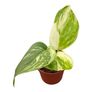 Scindapsus Scindapsus Moonlight Variegata White
(10 Plants/Order)(7cmP 15cmH)