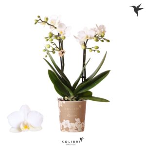 Phalaenopsis Multiflora Kolibri Orchids Phalaenopsis Blossom Zurich 2 spike
(12 Plants/Order)(9cmP 35cmH)