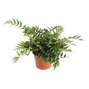 Cyrtomium fortunei clivicola Cyrtomium Fortunei Clivicola (Winterhard)
(1 Plants/Order)(24cmP 45cmH)