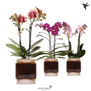 Phalaenopsis mixed 2 spike in Classy Cube Pot
(6 Plants/Order)(9cmP 40cmH)