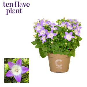Campanula Berlin Bicolor Campanula iso. 'Berlin Bicolor'
(10 Plants/Order)(11cmP 20cmH)