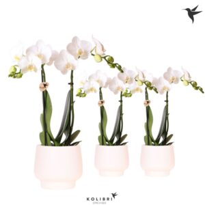 Phalaenopsis Multiflora Kolibri Orchids Phalaenopsis white 2 spike in Scandic Pot white
(6 Plants/Order)(9cmP 40cmH)