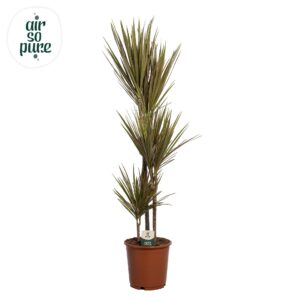 Dracaena Bicolor Dracaena Bicolor p24 60+30+10
(1 Plants/Order)(24cmP 115cmH)
