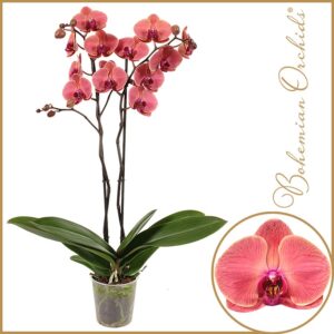 Phalaenopsis other 2 spike Asian Coral
(10 Plants/Order)(12cmP 70cmH)