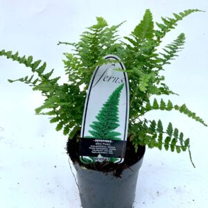 Dryopteris affinis Dryopteris aff. Pinderi ES11 0,7l
(15 Plants/Order)(11cmP 15cmH)