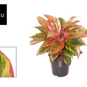 Aglaonema other Aglaonema Jamaica Red
(1 Plants/Order)(19cmP 55cmH)