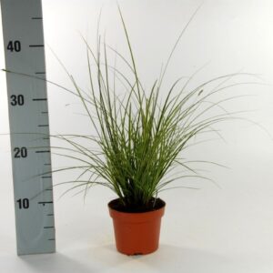 Carex Variegata Carex brunnea 'Variegata' p12
(12 Plants/Order)(12cmP 30cmH)