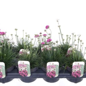 Armeria maritima Armeria maritima mix
(8 Plants/Order)(13cmP 25cmH)
