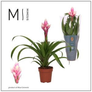 Guzmania Candy Guzmania Rockyflower Candy - 12cm | Mimesis
(10 Plants/Order)(12cmP 48cmH)
