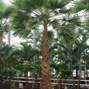 Washingtonia robusta Washingtonia robusta
(1 Plants/Order)(85cmP 575cmH)