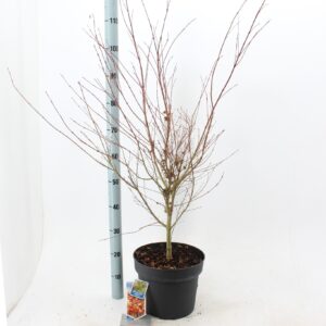 Acer palmatum Katsura Acer pal. 'Katsura'
(1 Plants/Order)(29cmP 120cmH)