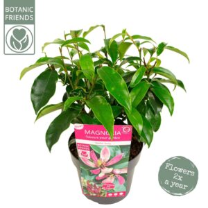 schrub Magnolia figo 'Stellar Ruby'
(1 Plants/Order)(19cmP 45cmH)