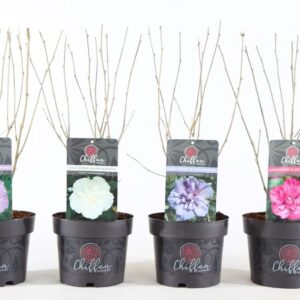 Hibiscus syriacus Hibiscus syr. 'Chiffon'® mix P19/C3
(1 Plants/Order)(19cmP 55cmH)