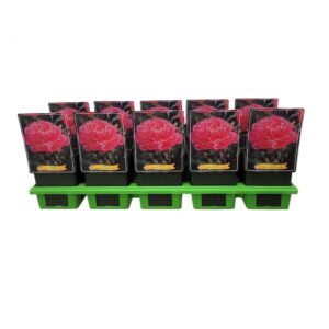 Paeonia Edulis Super Paeonia Lactiflora 'Edulis Superba' P11
(10 Plants/Order)(11cmP 25cmH)