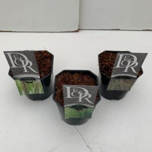 Molinia caerulea Molinia mix
(6 Plants/Order)(17cmP 40cmH)