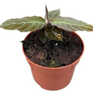 other plants Labisia Gigantifolia
(2 Plants/Order)(10.5cmP 15cmH)