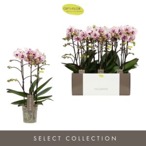 Phalaenopsis Multiflora Exclusivo Athena 3 spike
(10 Plants/Order)(12cmP 45cmH)