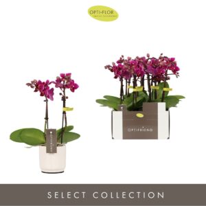 Phalaenopsis Multifloratypes other Optifriend Emma 2 spike in Lazio White
(6 Plants/Order)(7cmP 25cmH)