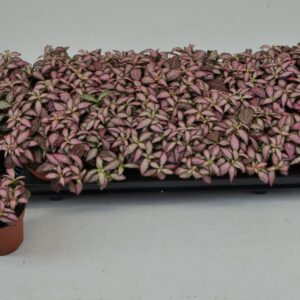 Fittonia Mosaic salmon Forest Flame FITTONIA salmon FOREST FLAME
(21 Plants/Order)(8.5cmP 10cmH)