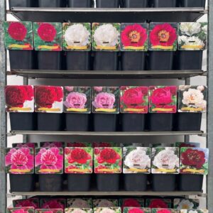 Paeonia Paeonia lactiflora mix CC C5
(1 Plants/Order)(21cmP 35cmH)