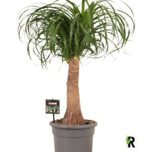 Nolina recurvata Beaucarnea rec. rechte stam
(1 Plants/Order)(23cmP 80cmH)