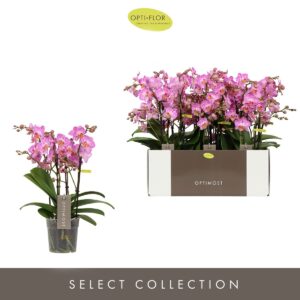 Phalaenopsis Multifl. typ Honeybee Optimost Honeybee 4 spike
(6 Plants/Order)(12cmP 45cmH)
